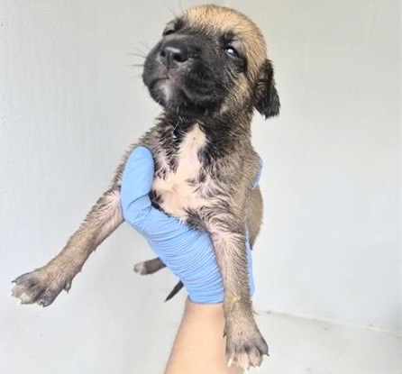 Adoptable Dog