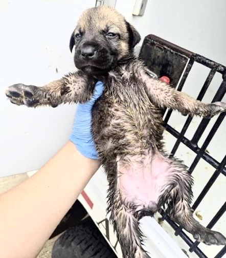 Adoptable Dog