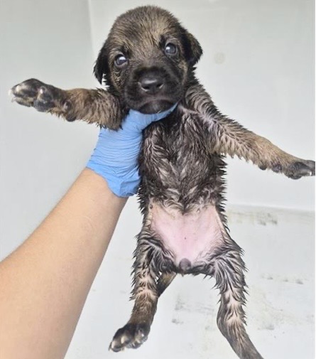 Adoptable Dog