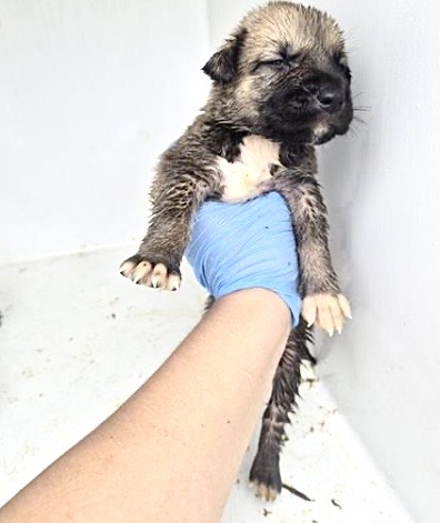 Adoptable Dog