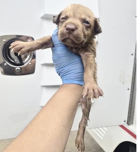 Adoptable Dog