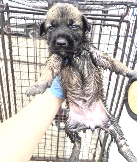 Adoptable Dog