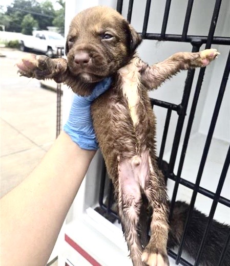 Adoptable Dog