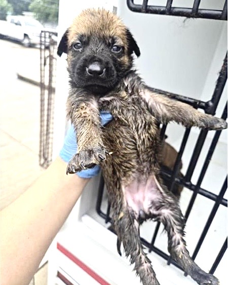 Adoptable Dog