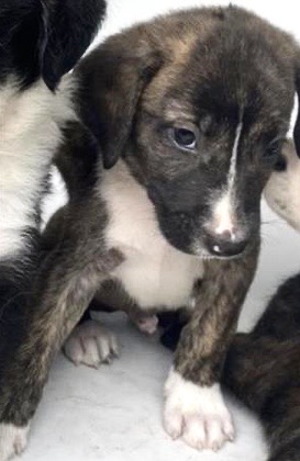 Adoptable Dog