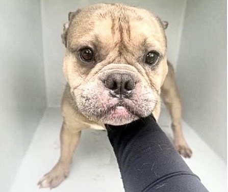 Adoptable Dog