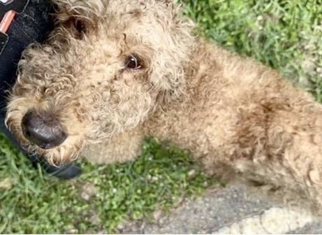Adoptable Dog