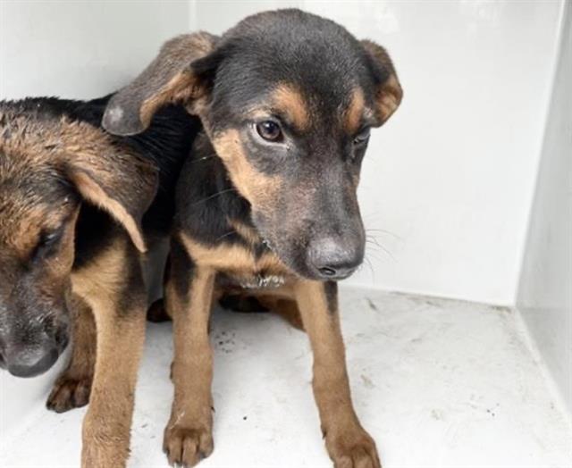 Adoptable Dog
