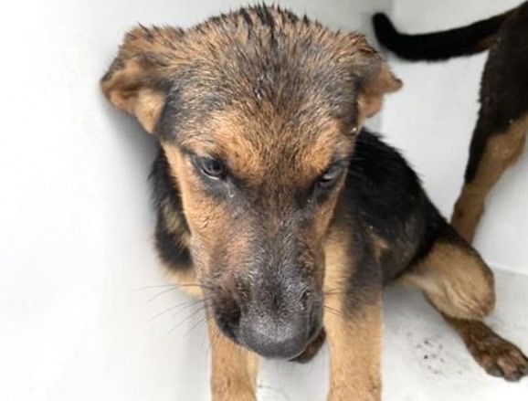 Adoptable Dog