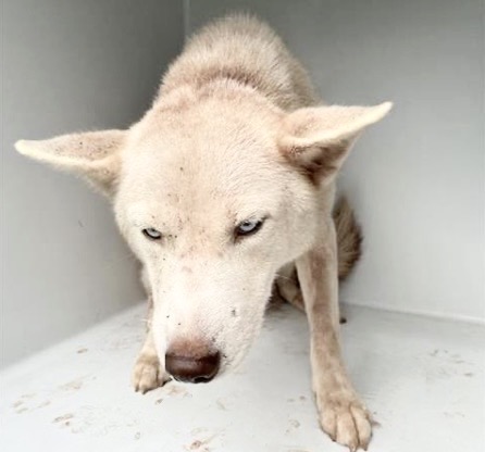 Adoptable Dog