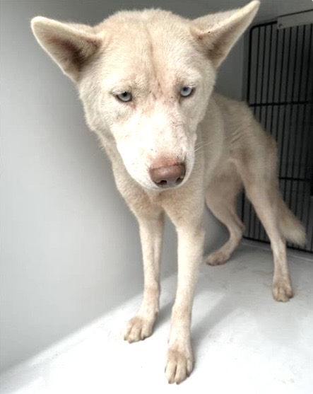 Adoptable Dog