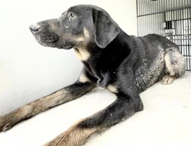 Adoptable Dog