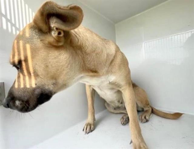 Adoptable Dog