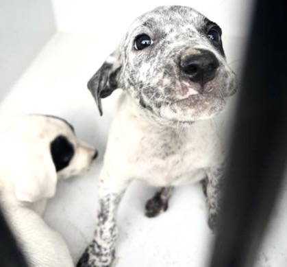 Adoptable Dog