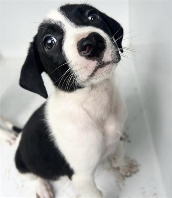 Adoptable Dog