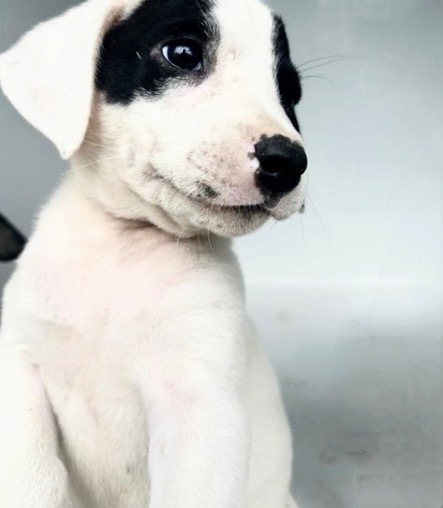 Adoptable Dog