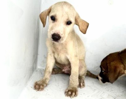 Adoptable Dog