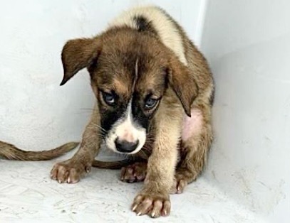 Adoptable Dog