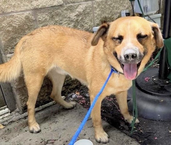 Adoptable Dog