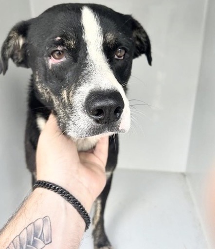 Adoptable Dog
