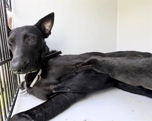 Adoptable Dog
