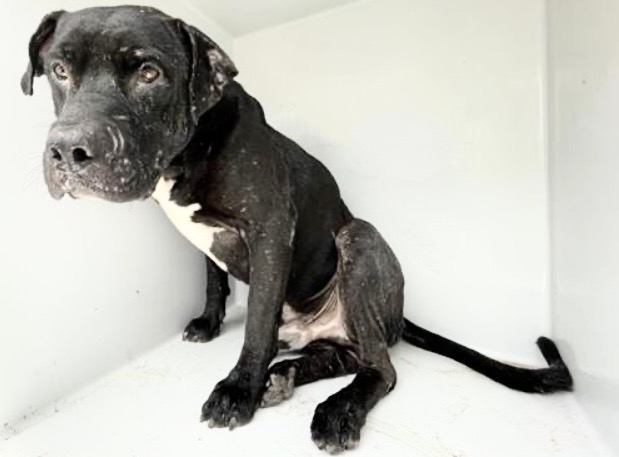 Adoptable Dog