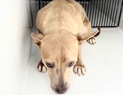 Adoptable Dog