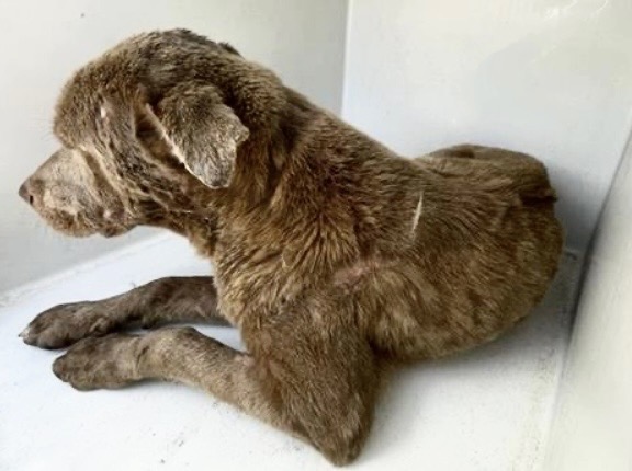 Adoptable Dog