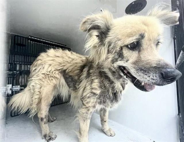 Adoptable Dog