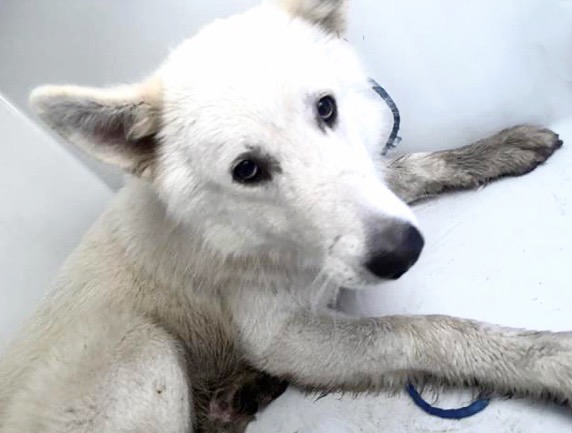 Adoptable Dog