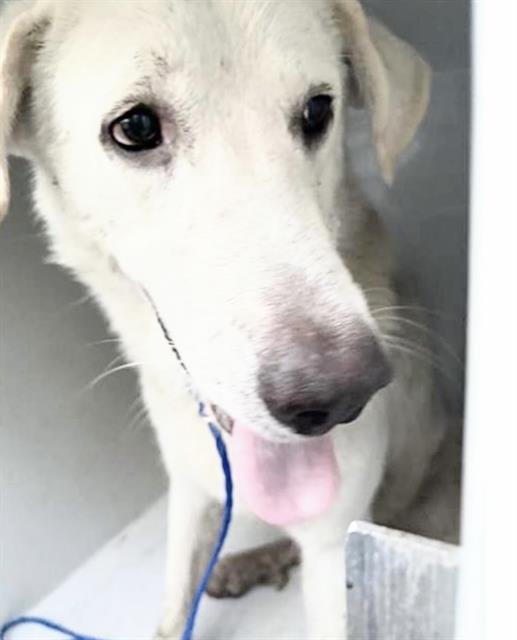 Adoptable Dog