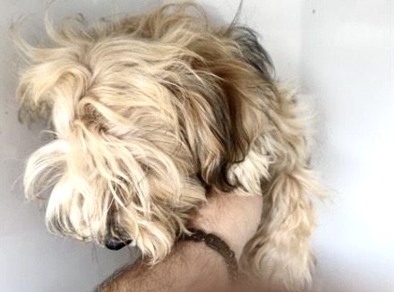Adoptable Dog