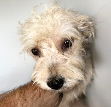 Adoptable Dog