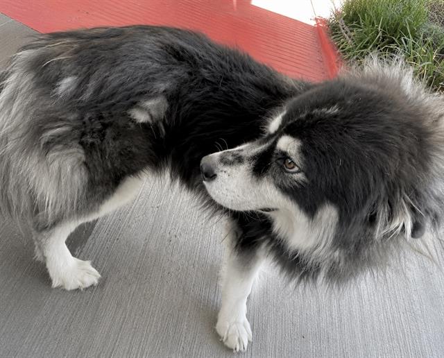 Adoptable Dog