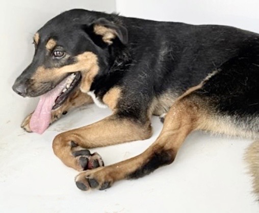 Adoptable Dog