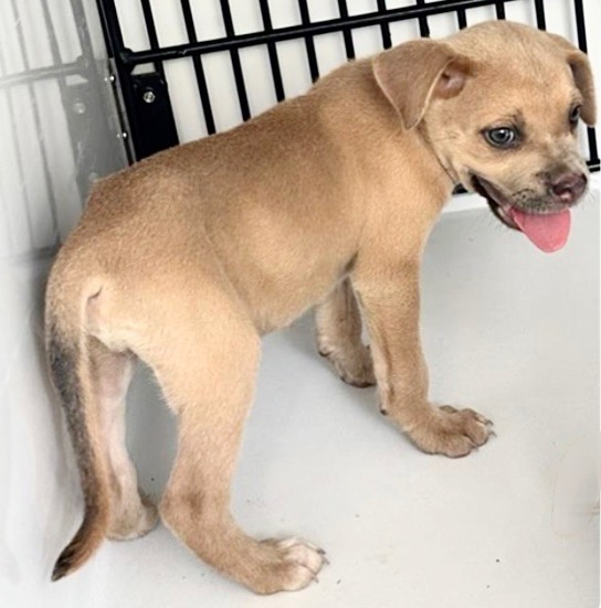 Adoptable Dog