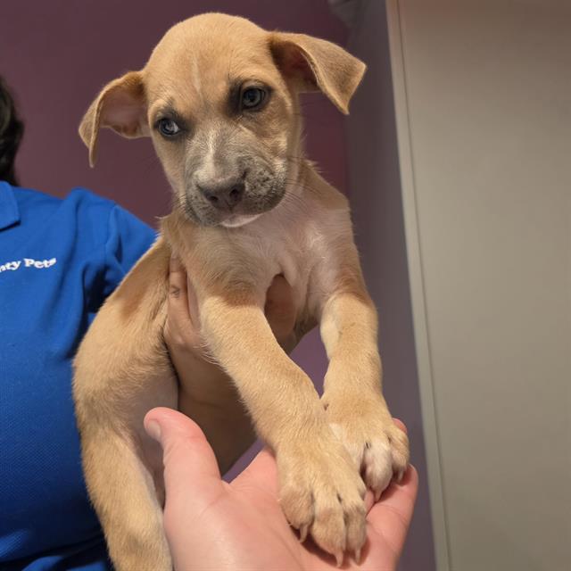 Adoptable Dog