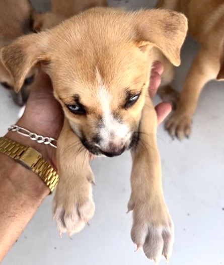 Adoptable Dog