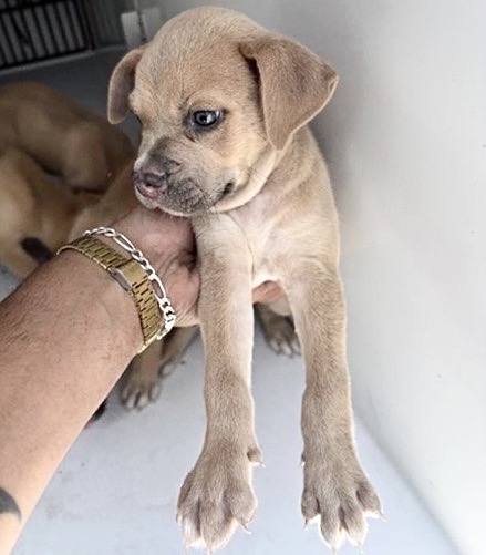 Adoptable Dog