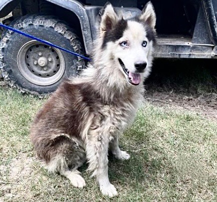 Adoptable Dog