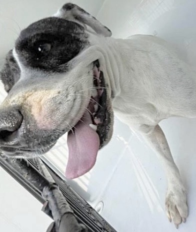 Adoptable Dog