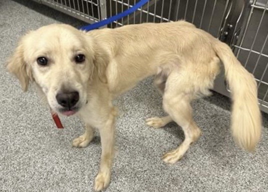 Adoptable Dog