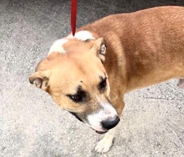Adoptable Dog