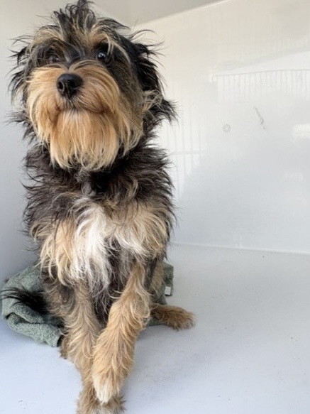Adoptable Dog