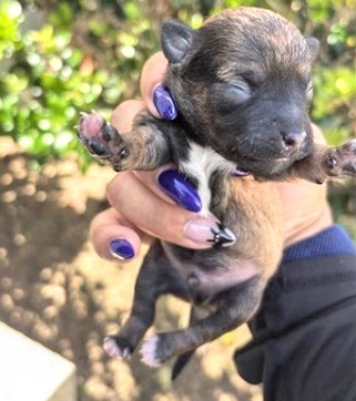 Adoptable Dog