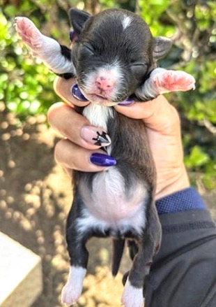 Adoptable Dog