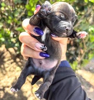Adoptable Dog