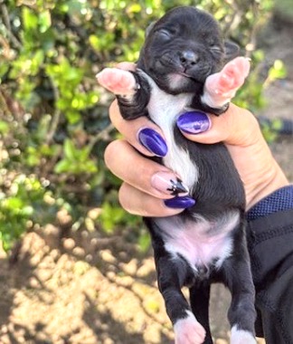 Adoptable Dog