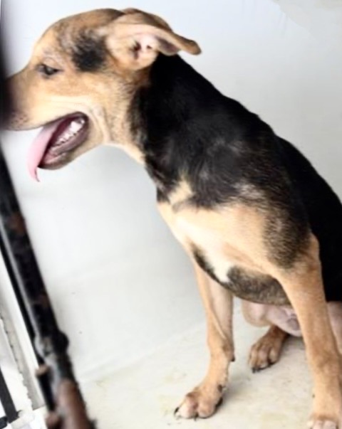 Adoptable Dog