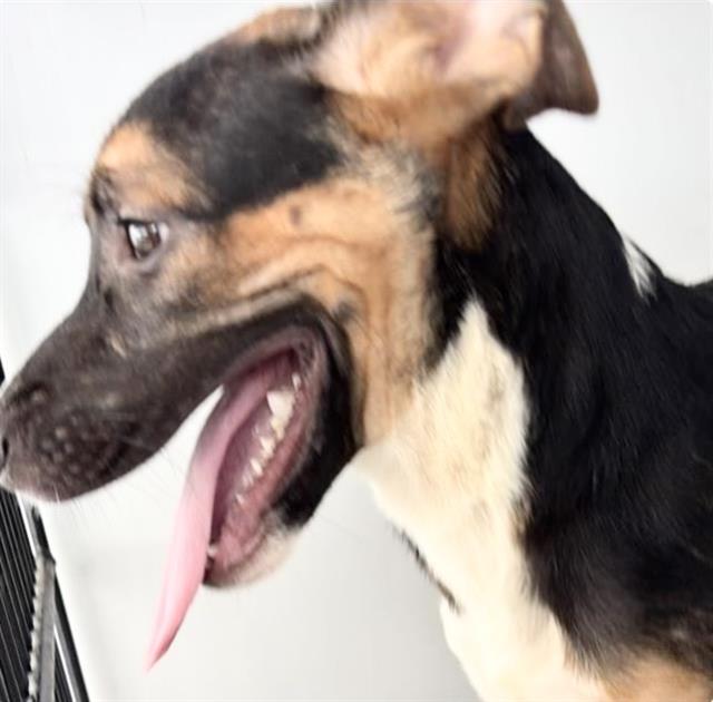 Adoptable Dog